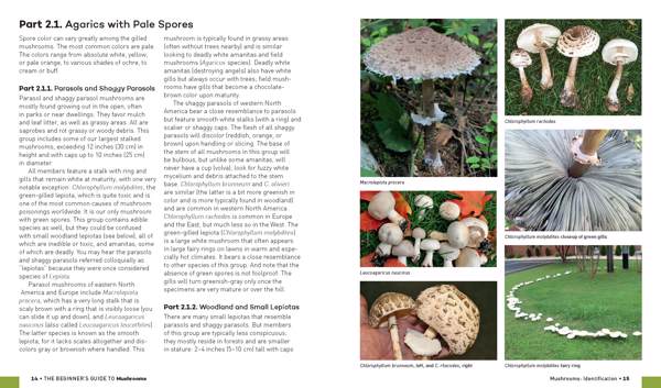The Beginner's Guide to Mushrooms